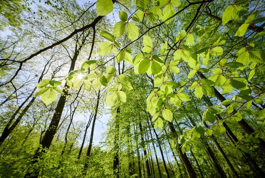 Abkühlung aus dem Wald: Wie Laubbäume städtischen Hitzeinseln Erleichterung verschaffen